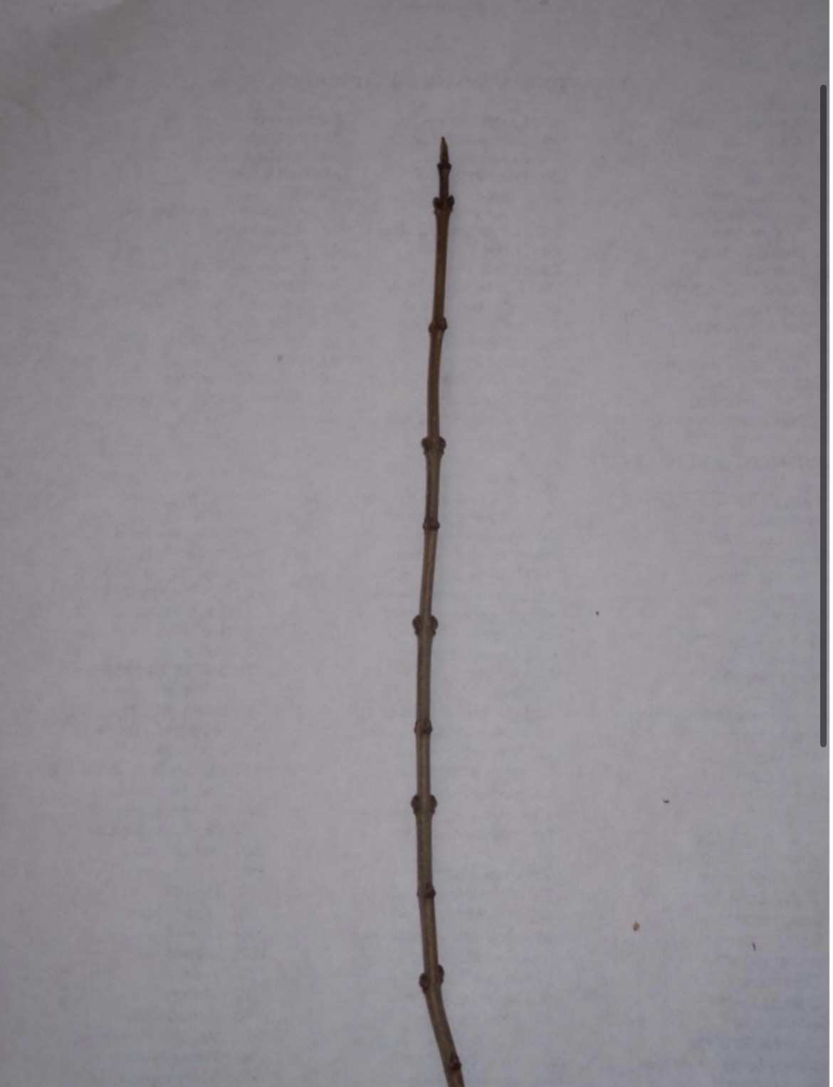 <p>What is this branch?</p>
