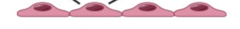 <p>single layer of flat cells</p>