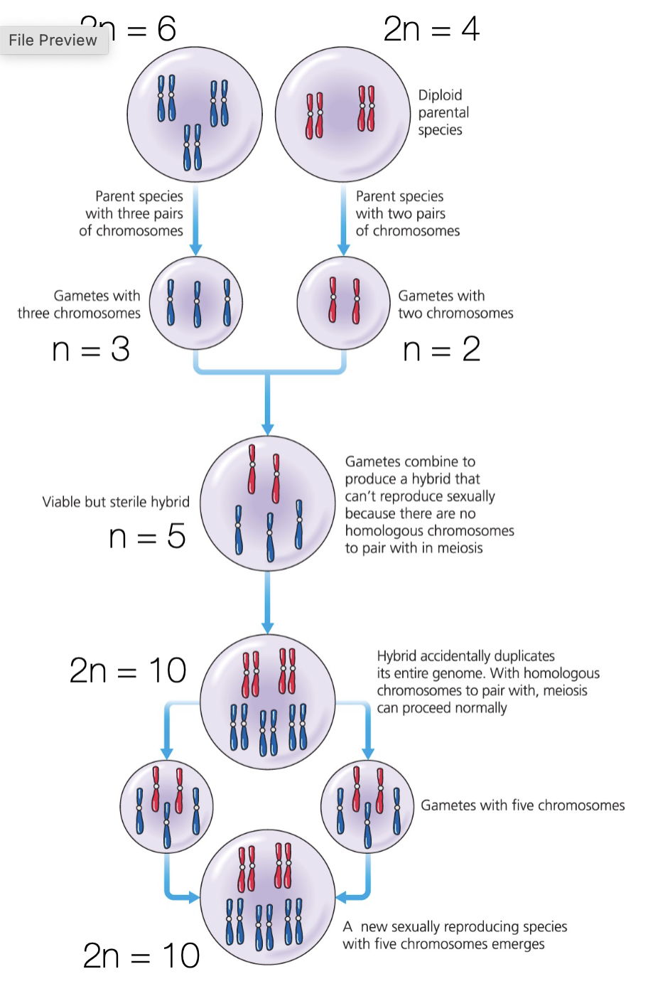 <p>a new 2n=10 species created, that can only created offspring with another 2n=10 species cuz otherwise theres no homochromos to pair properly in meiosis. </p>