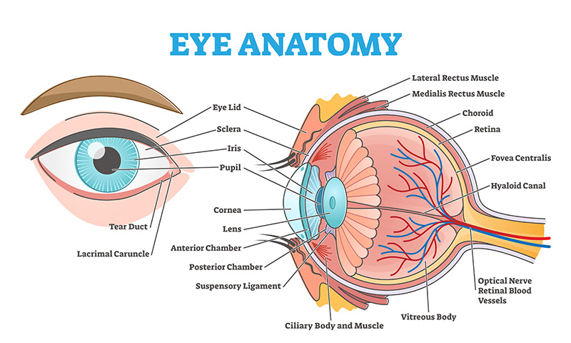 <p><span>The central focal point in the retina where vision is sharpest.</span></p>