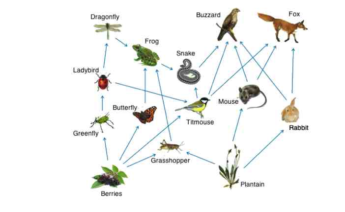 <p>Shows the connections between organisms in an ecosystem.</p><p>Split into trophic levels which are the different stages in a food web or chain. Biomass is transferred up each trophic level.</p>