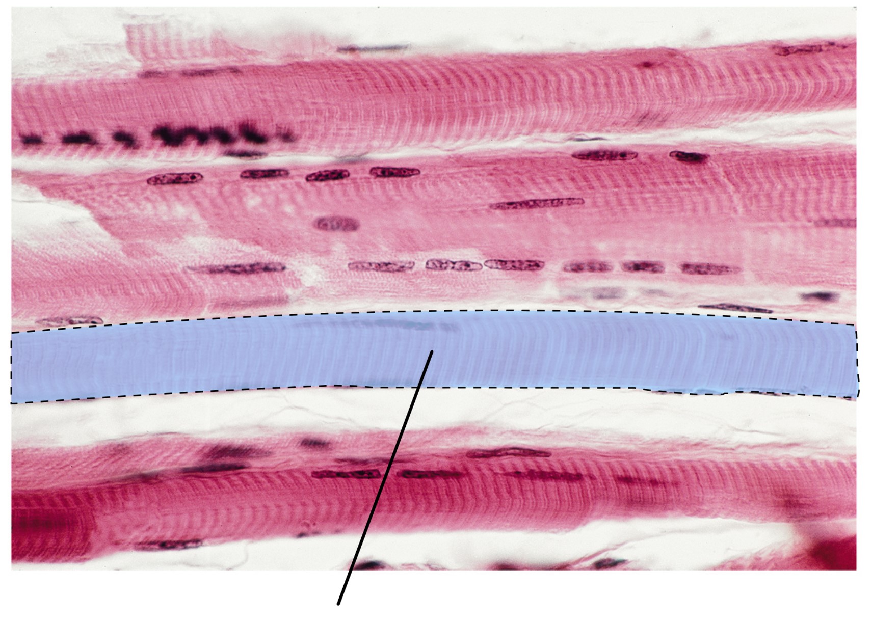 <p><span>What structure is highlighted in this image?</span></p>