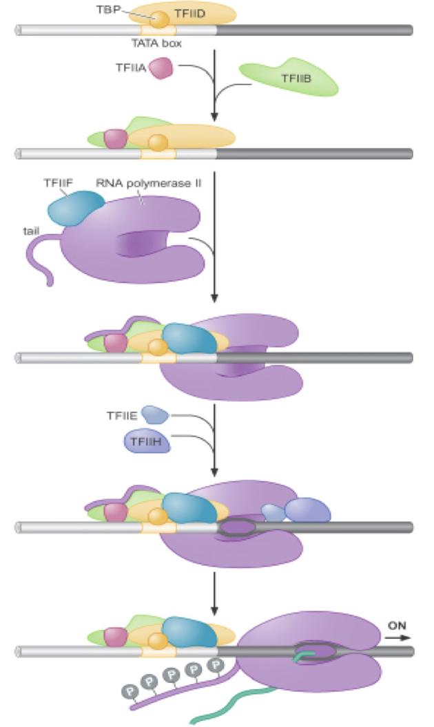 <p>transcription chain initiation by RNA polymerase II</p><p>TBP- TATA box binding protein</p>