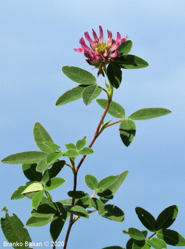 <p>Srednja detelja-Trifolium medium</p>