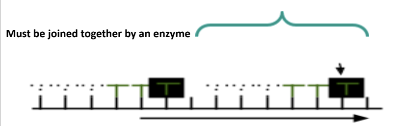 <p>Okazaki Fragments is a…..The enzyme Ligase joins</p>