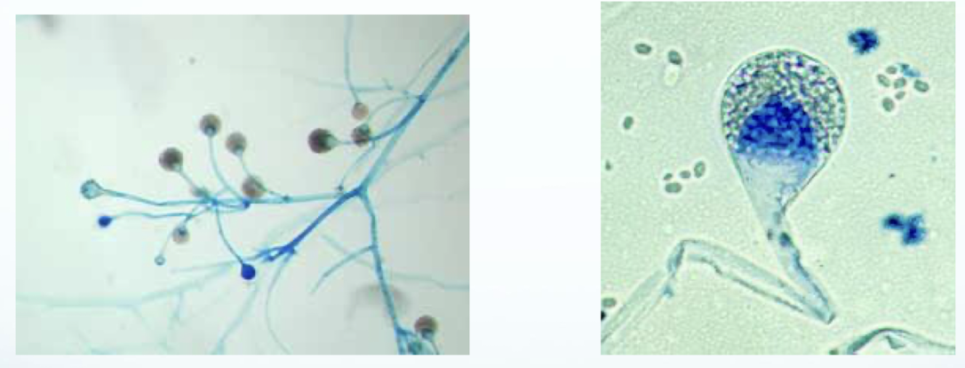 <p>Genus</p>
