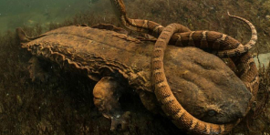 <p>Not likely in KS</p><p>Flappy skinned snot otter</p><p>Aquatic salamander without external gills</p><p>Permanently aquatic</p>