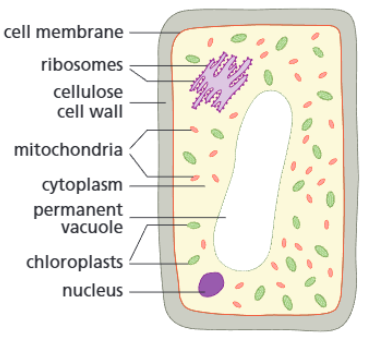 <p><strong>Function:</strong></p><p>Carry out photosynthesis (the process of converting carbon dioxide and water into glucose and oxygen).</p><p><strong>Adaptations:</strong></p><ul><li><p><span>Contains chloroplasts</span></p></li><li><p><span>Permanent vacuole</span></p></li><li><p><span>Tightly-packed (and regular shape)</span></p></li></ul><p><strong>How adaptations help:</strong></p><ul><li><p><span>The chlorophyll in the chloroplasts absorbs the light energy necessary for photosynthesis</span></p></li><li><p><span>The permanent vacuole helps to keep the cell rigid, and helps keep the leaf spread out</span></p></li><li><p><span>The tightly-packed arrangement (in the leaves and outer layers of the stem) allows them to absorb enough light</span></p></li></ul><p></p>