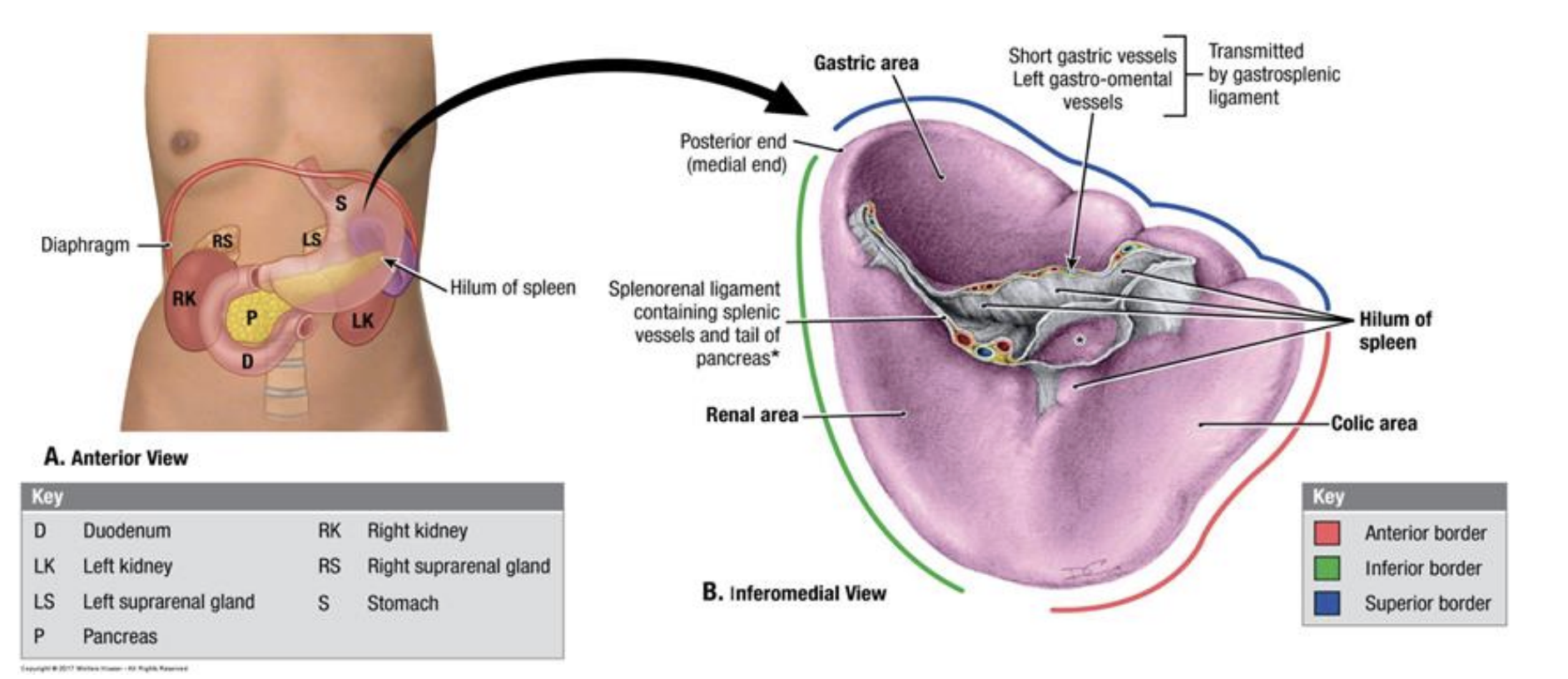 <p>Spleen</p>