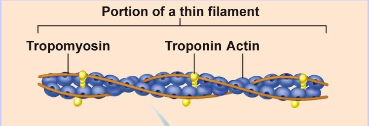 <p>Rope that covers the active sites for myosin to bind during rest</p>