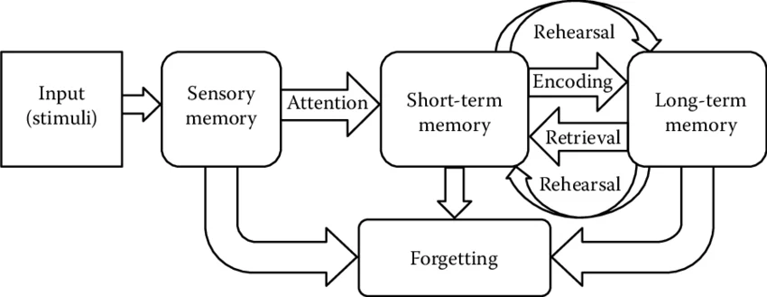 <p>A theory that describes memory as a process involving three distinct stages: sensory memory, short-term memory, and long-term memory, each with specific functions and durations. </p>