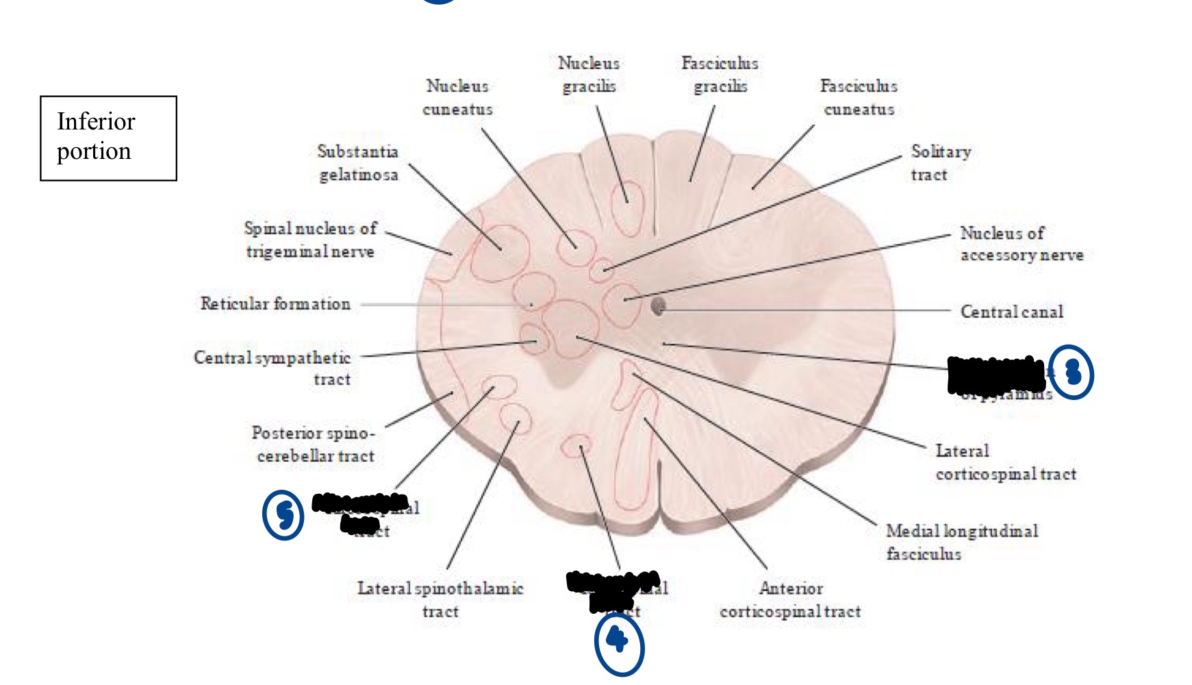 <p>Within the Medulla, what structure does #3 represent? </p>
