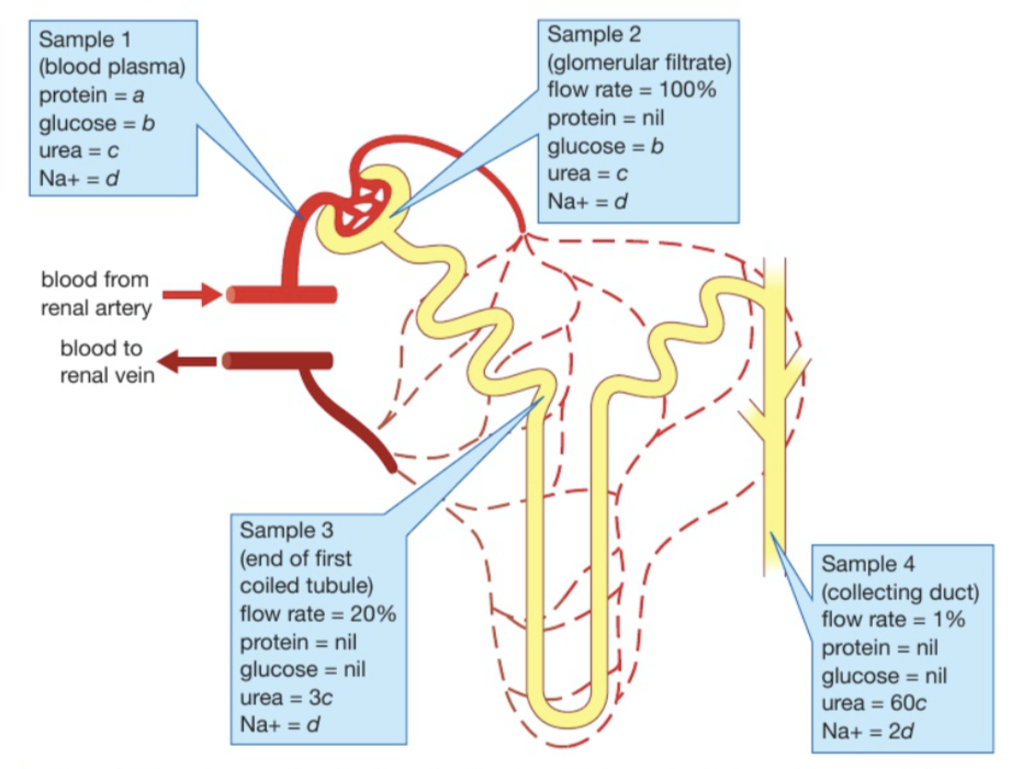 <p>Describe and explain what happened to the concentration of urea during the formation of urine</p><ul><li><p>The flow rate is a measure of how much water is in the tubule</p></li></ul><p></p>