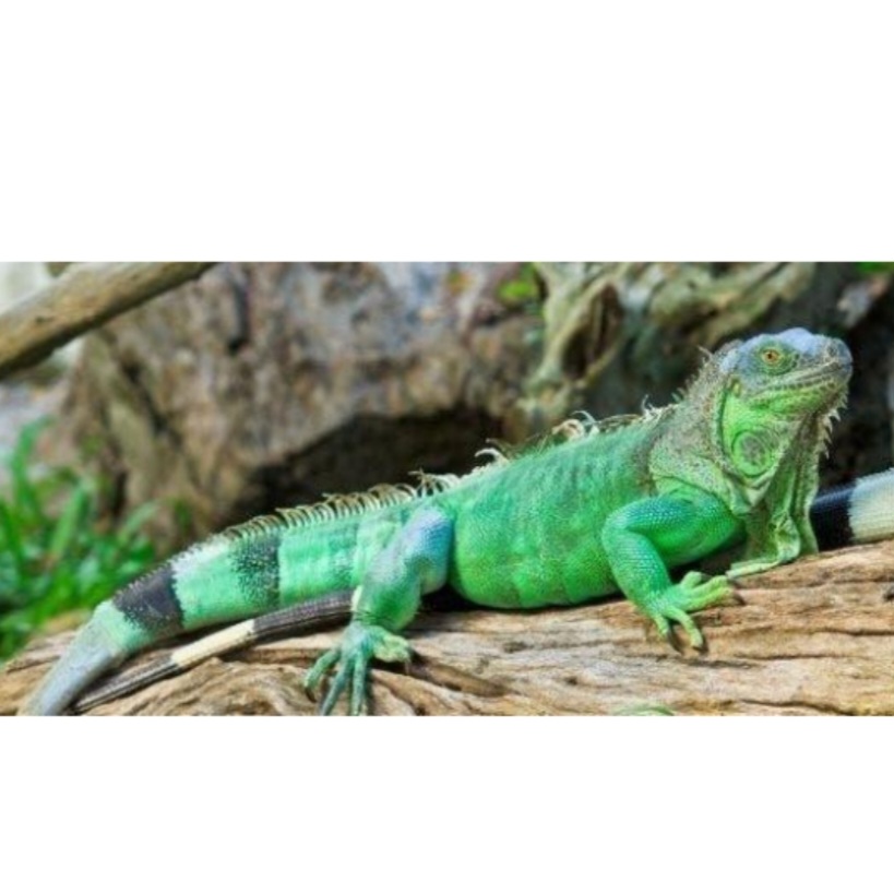 <p>name this animal</p>