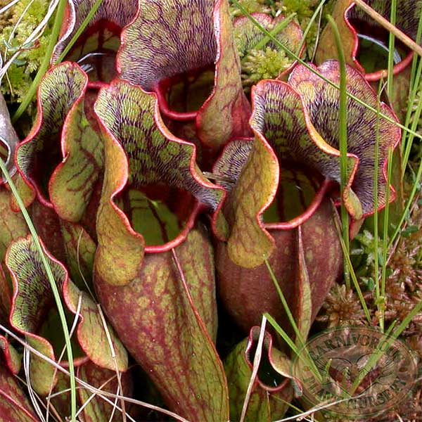 <p>Sarracenia purpurea (Sarraceniaceae)</p>