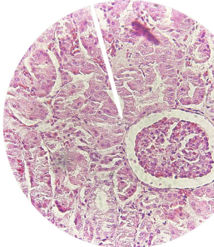 <p>diagnose</p>