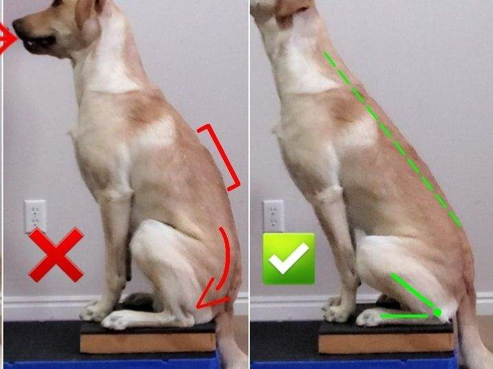 <p>Can naturally alter to postural changes</p><p>Place more weight on one hip siting/standing, developing posture that places more strain on some joints </p><p>Often seen after injury, e.g. stifle ligament rupture (cruciate), dog uses on hindlimb to previous injured</p><p>Cause muscle strain, discomfort, physical changes can occur in dependent limb (bearing weight), increased bone deposition in joints in response to increased pressure</p>