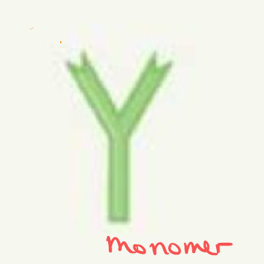 <p>Describe IgD (structure, abundance, location, function).</p>