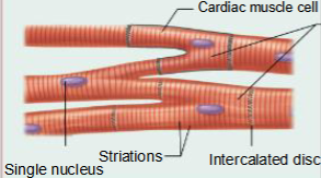 <p>Cardiac Muscle Tissue</p>