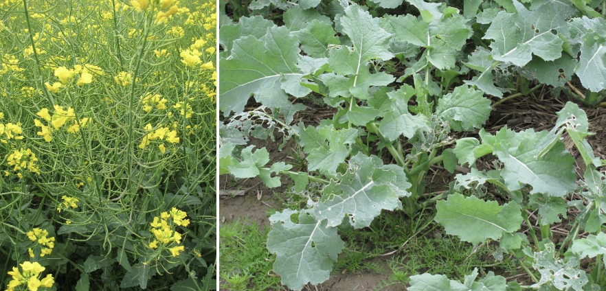 <p><strong>Plant family:</strong> Brassicaceae<br><strong>Life cycle:</strong> Biennial (grown as an annual)<br><strong>Key persistence / spread:</strong> Seed only<br><strong>Farming systems:</strong> Summer and early autumn forage (sheep, cattle)</p><p><strong> How to identify</strong></p><p>It is an upright brassica grown primarily for leafy forage rather than for a bulb. After emergence it quickly produces a strong central stem with large leaves borne alternately up the stem.</p><p>Leaves are broad, flat, and usually dark green and glossy, with smooth or lightly serrated margins. Lower leaves may be lightly lobed, while upper leaves are narrower and more firmly attached to the stem. The plant has a noticeable brassica smell when crushed.</p><p>Unlike turnips or swedes, it does not form a swollen underground bulb. Feeding value comes from the leaf and upper stem, not from a root.</p><p>If allowed to mature fully, forage rape produces tall flowering stems with yellow four‑petalled flowers, typical of the brassica family. It is most commonly confused with kale, but rape has a softer stem and is shorter growing.</p>