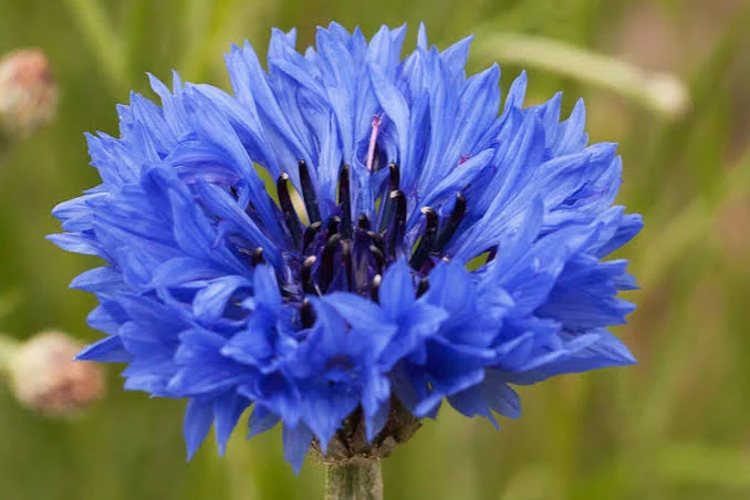 <p>Centaurea cyanus</p><p>Cornflower</p><p><span>A cornflower annual to 75cm tall, with lance-shaped, slightly lobed, mid-green leaves, and solitary deep blue flowerheads 3-4cm across, with violet-blue inner florets, in late spring and summer</span></p>