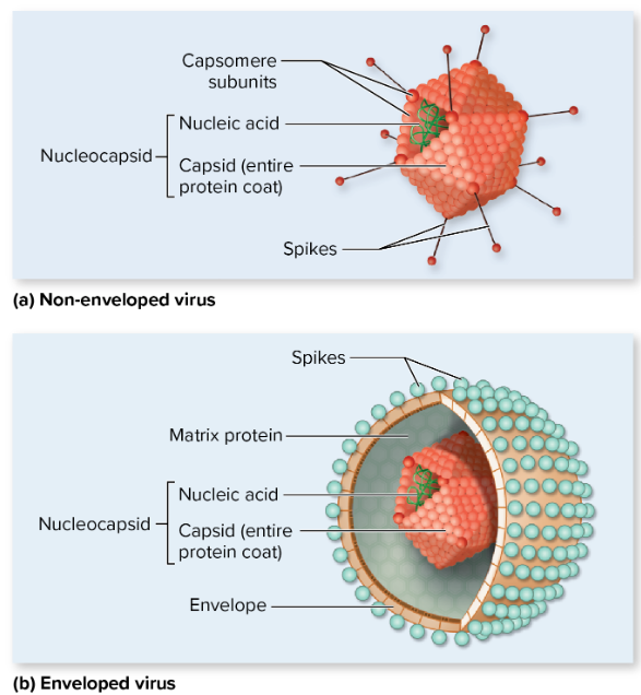 <p>Viruses are [__], meaning <mark data-color="yellow" style="background-color: yellow; color: inherit;">they can only reproduce within their host cells</mark></p><ul><li><p>uses host machinery to replicate</p></li><li><p>inactive outside of host</p></li><li><p><u>eg.</u> <strong>bacteriophage</strong>: a virus that infects bacteria</p></li></ul><p></p>