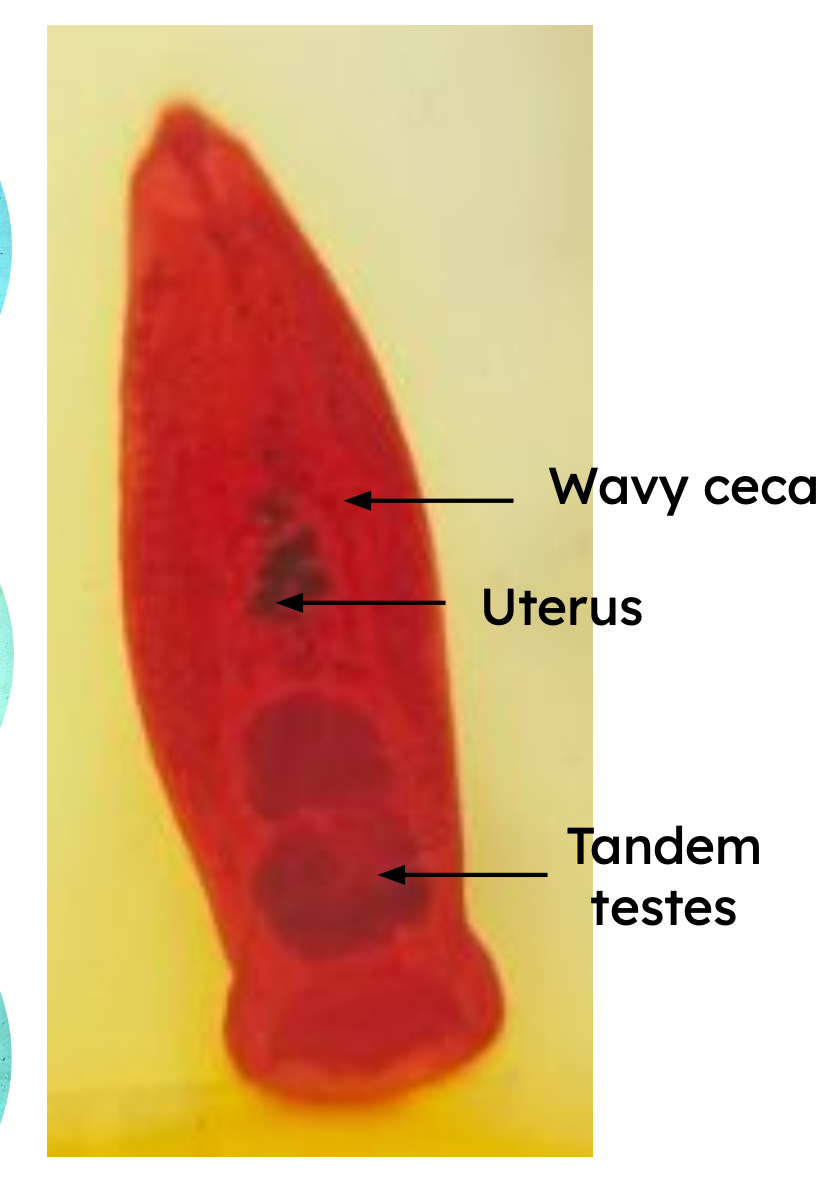 <p>Identification:</p><p>Common name:</p><p>Organ loc:</p><p>Intermediate Host:</p><p>Definitive Host:</p><p>Family: </p>