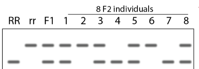 <ul><li><p>homozygous: 1 band</p></li><li><p>heterozygous: 2 bands</p></li></ul><p></p>