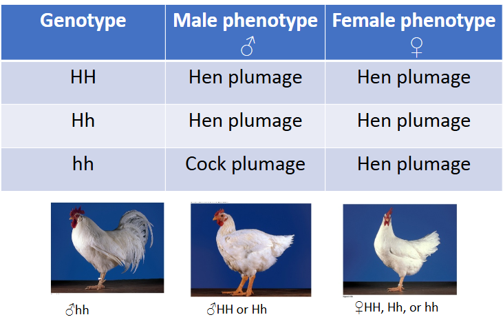 <p>Sex-specific gene expression, both sexes carry the genes for a trait but only one sex expresses the trait, ex. lactation is female-specific</p>