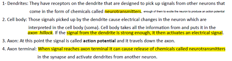 <p>dendrite, cell body, axon, axon terminal</p>