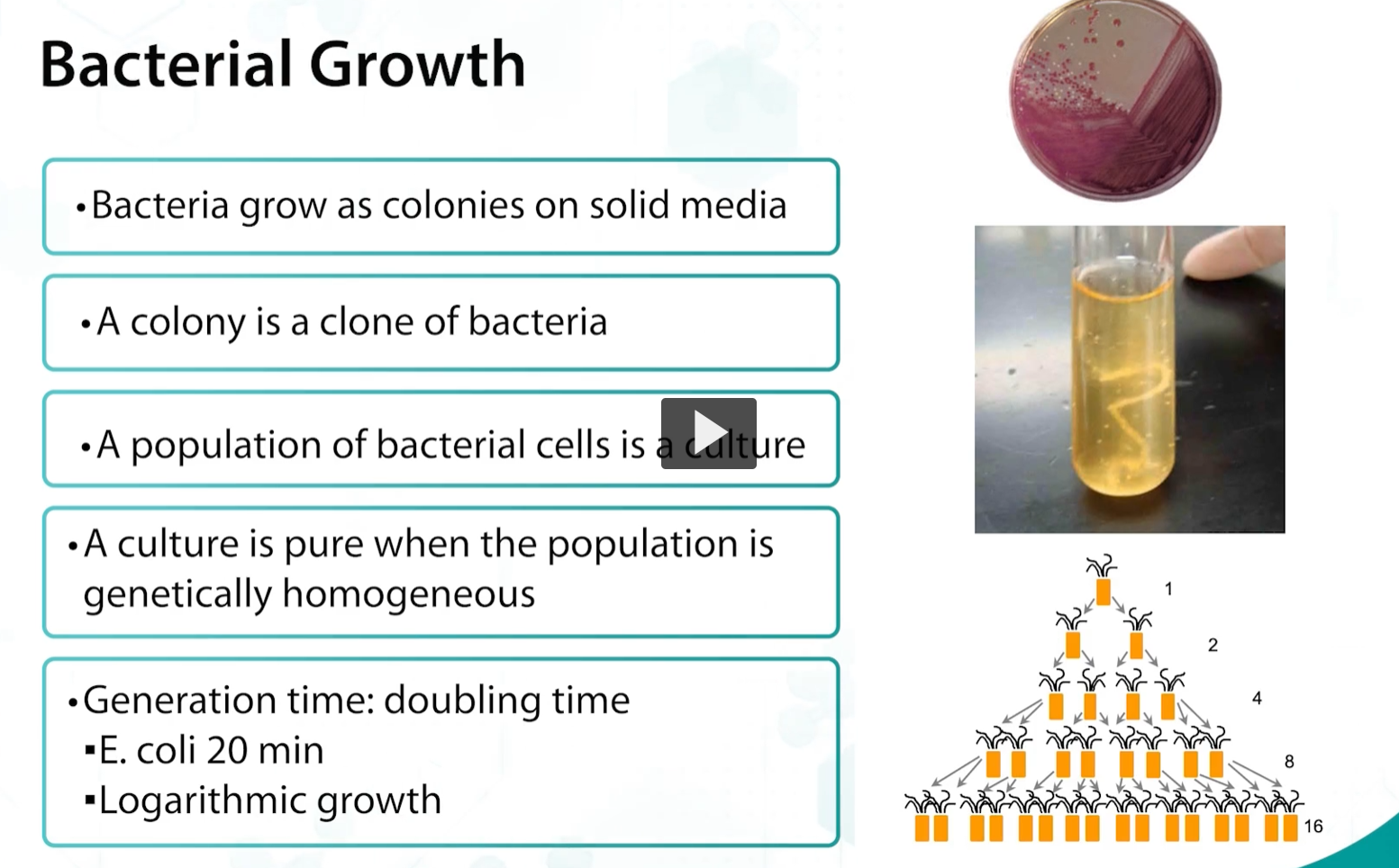 <p><u>bacterial growth</u></p><p><strong>Bacterial Growth</strong></p><ul><li><p>Bacteria grow as colonies on solid media</p></li><li><p>A colony is a clone of bacteria (clone: every individual cell growing in the colony is identical) </p></li><li><p>A population of bacterial cells is a culture (when a single colony is transferred to a lipid medium, it is called a culture)</p></li><li><p>A culture is pure when the population is genetically homogeneous</p></li><li><p>Generation time: doubling time</p><ul><li><p>E. coli 20 min</p></li><li><p>Logarithmic growth</p></li></ul></li></ul><p></p>