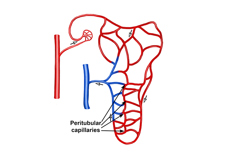 <p>Peritubular Capillaries</p>