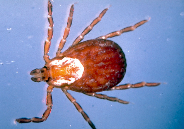 <p>What organism is this?</p>