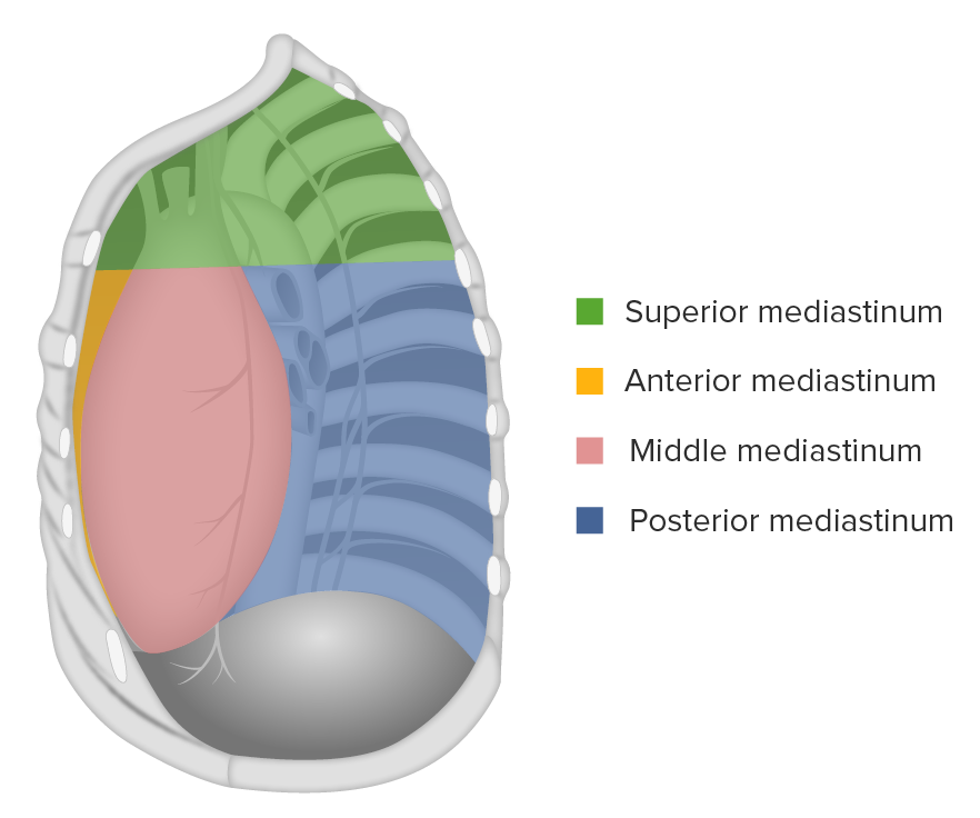 <p>The space between the lungs bounded by the sternum anteriorly and spine posteriorly</p>