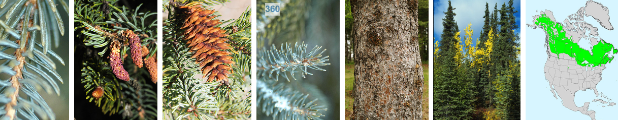<p>sharp pointy angular needles, short w a grey green hued waxy coating, limbs turn up, cone with smooth margin</p>