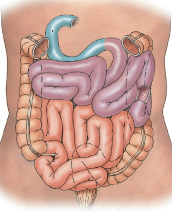 knowt flashcard image