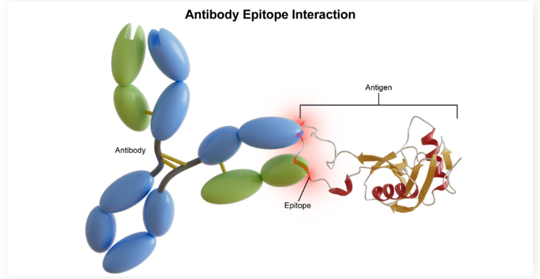 <ul><li><p><strong>Epitope</strong>: A portion of the antigen that is recognized by the immune cells</p></li></ul><p></p>