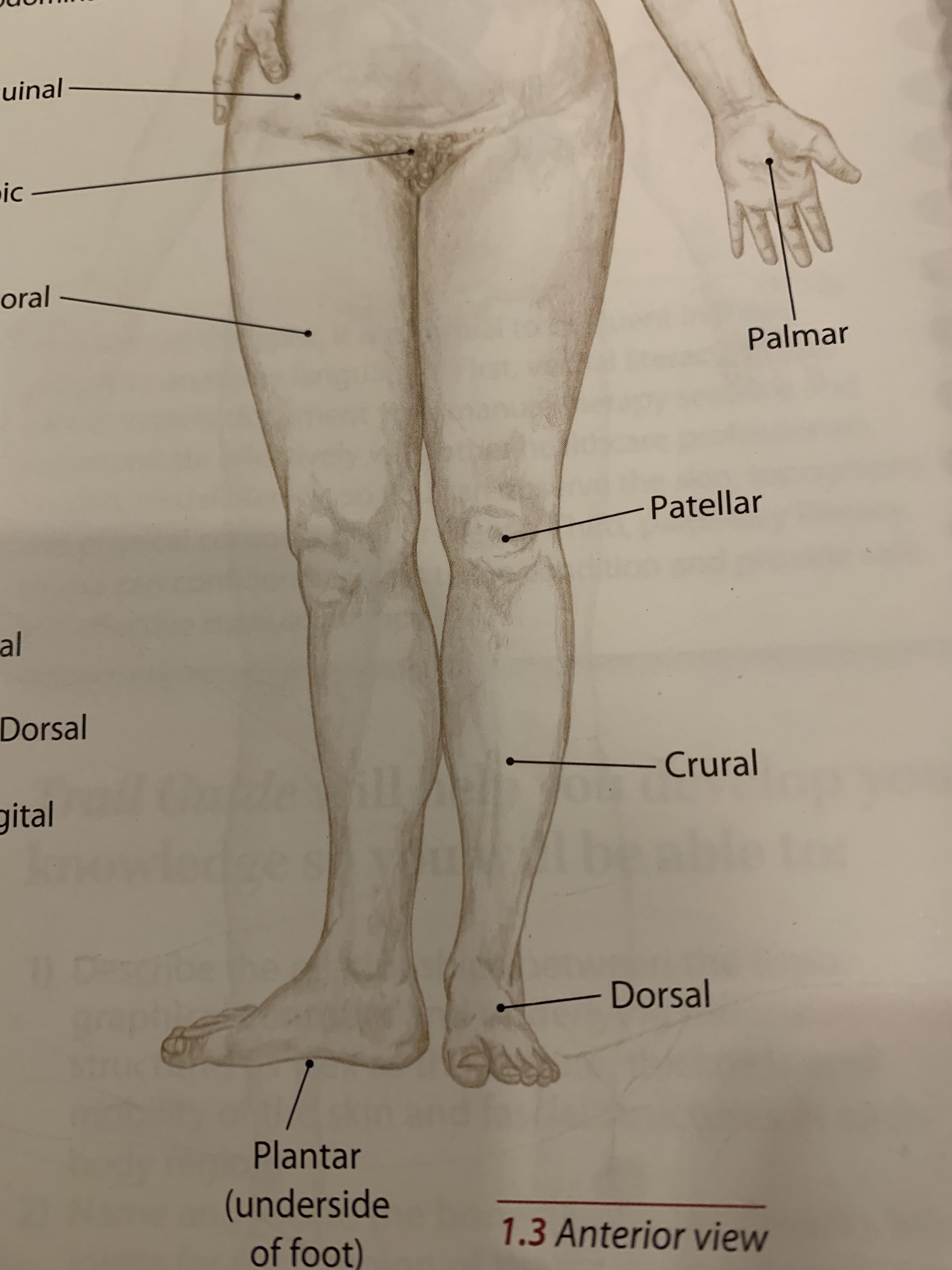 <p>lower leg, between knee and ankle</p>