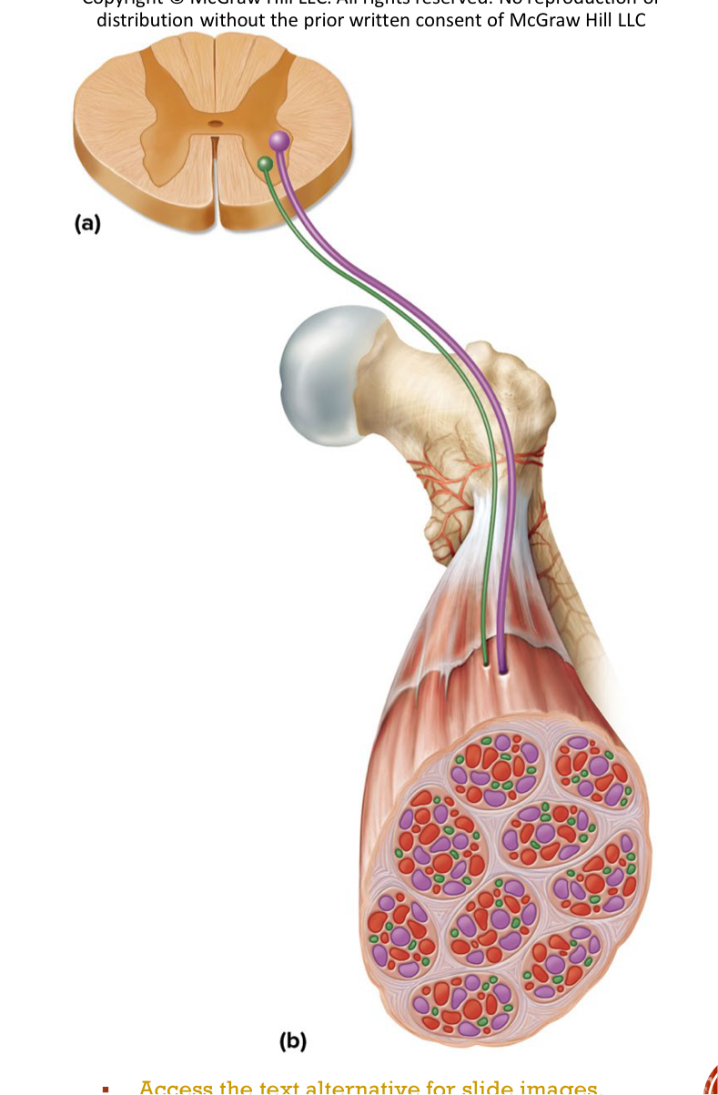 <p>One nerve fiber and all the muscle fibers innervated by it → muscle fibers of one motor unit are dispersed throughout the muscle</p><ul><li><p>Produce weak contraction over wide area and provide ability to sustain long term contraction as motor units take turns contracting</p></li><li><p>Effective contraction usually requires contraction of several motor units at once</p></li></ul><p></p>