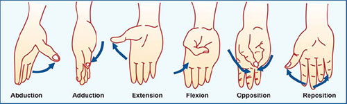 <p>The structural orientation of the thumb rotated 90° relative to other digits, causing its abduction and adduction to occur in a sagittal plane, and its flexion and extension to occur in frontal planes.</p>