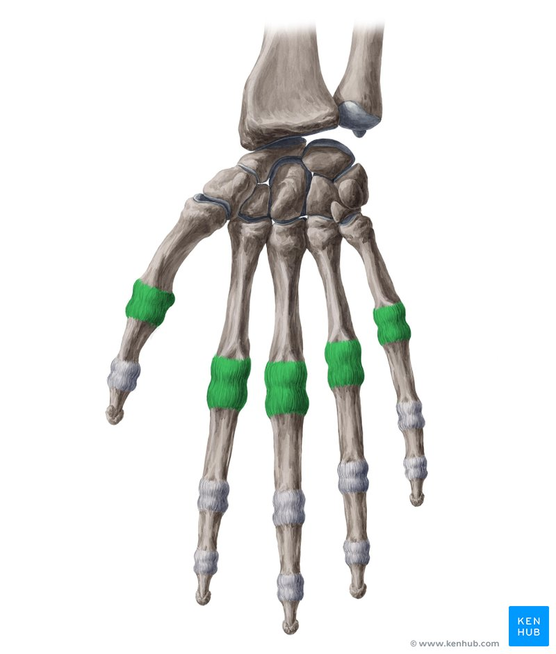 <p>What joint is this within the <strong>Upper-Appendicular Skeleton?</strong></p>