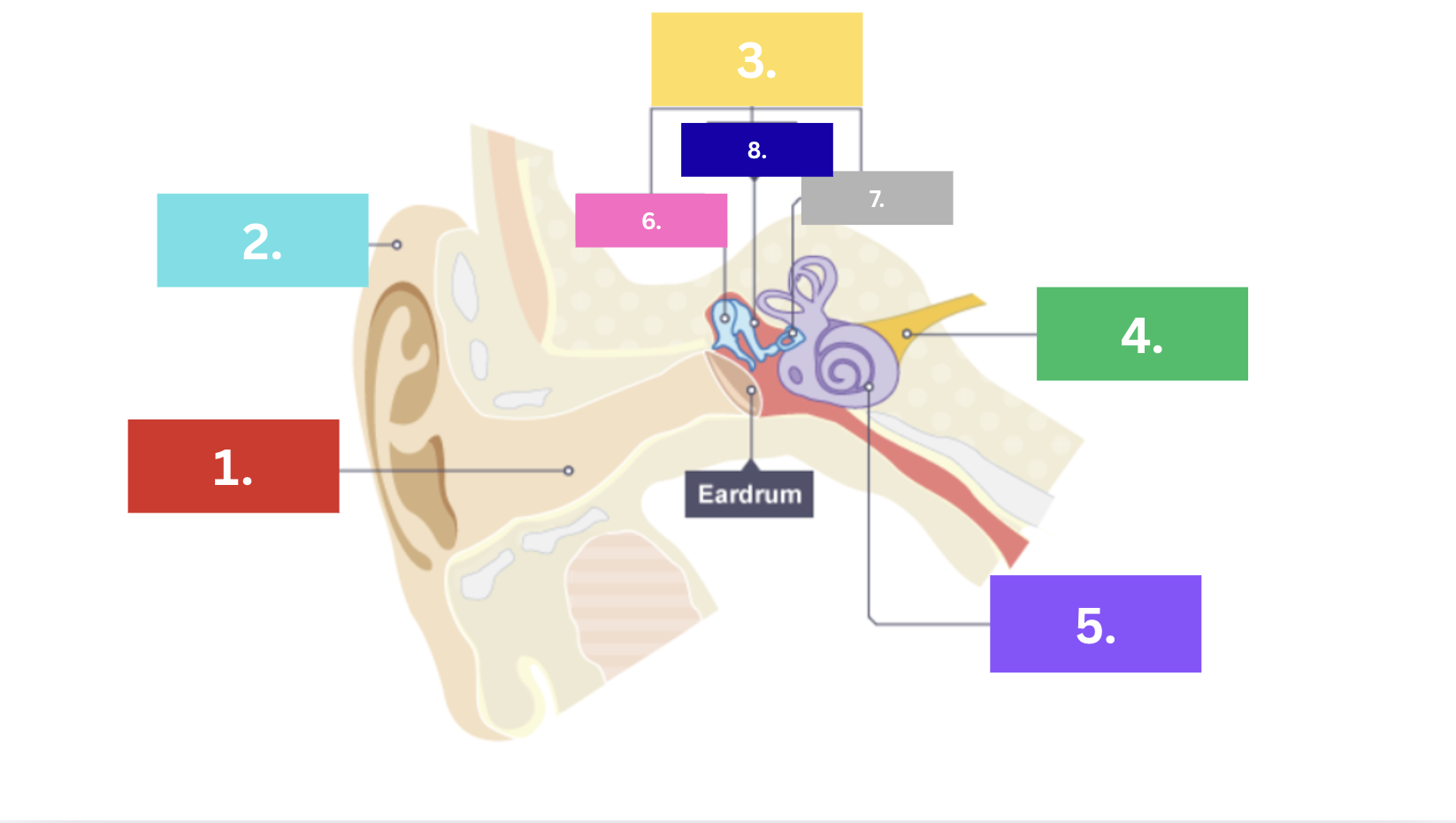<p>Eardrum </p>