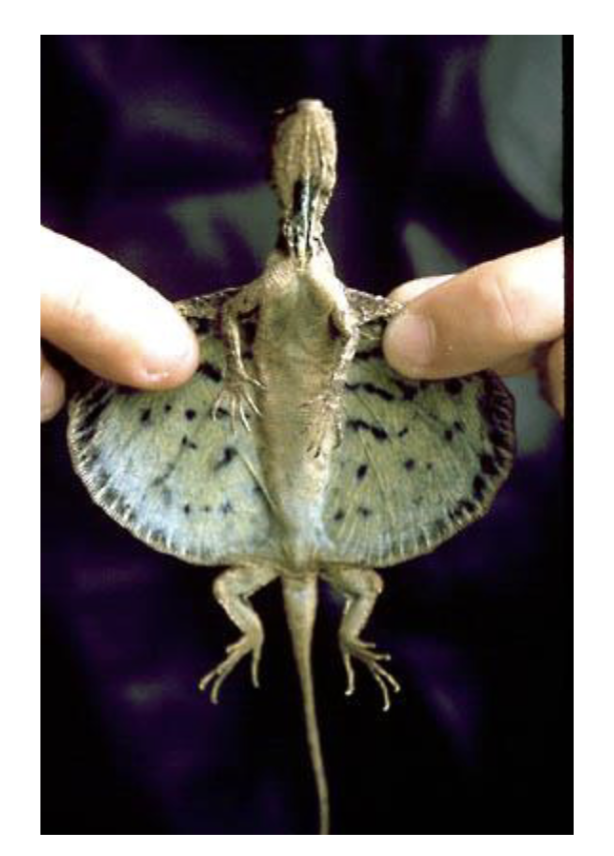 <p>61 gen, 582 sp </p><p>Old World (Africa, Asia, Australia) </p><p>Diurnal </p><p>mostly carnivorous </p><p>oviparous </p><p><span style="background-color: transparent;">Includes agamas, gliding lizards (draco), fan-throated lizards, Australian frilled-neck lizard</span></p>