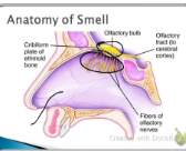 <p>Smell </p>