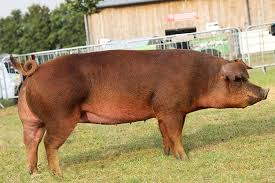 <p>What is the name of this breed?</p>