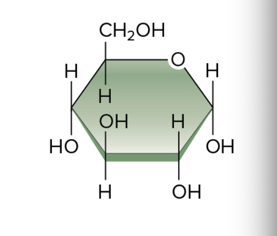<p>Name and Function</p>