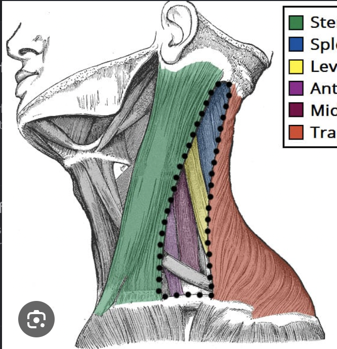 <ol><li><p>boundaries:</p></li></ol><ul><li><p>sternocleidomastoid muscle </p></li><li><p>clavicle</p></li><li><p>superior border of trapezius muscle </p></li></ul><ol start="2"><li><p>external jugular v. - just deep to the skin </p></li><li><p>phrenic n. lies on surface of anterior scalene muscle</p></li><li><p>roots of brachial plexus enter into the triangle between the anterior and middle scalene muscles </p></li></ol><p></p><p></p>