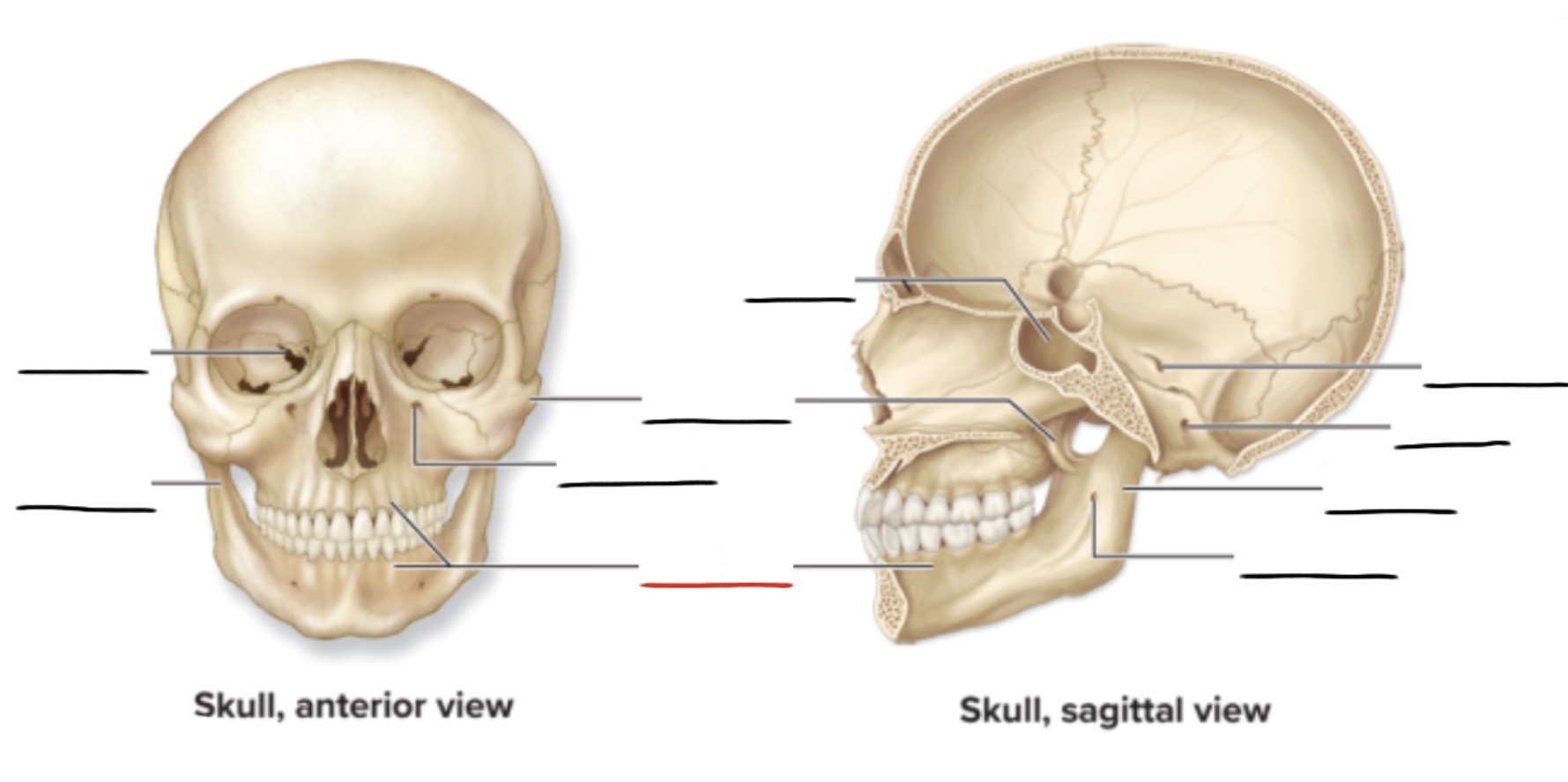 <p><strong>Anatomic Term</strong></p><p>Description</p><p>(General Structure)</p>