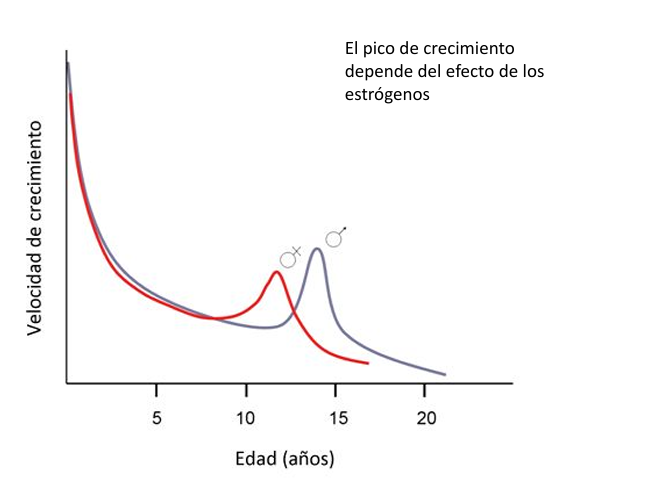 <p>La velocidad de crecimiento es mínima antes de la pubertad. </p><p>Con la pubertad el crecimiento experimenta una aceleración (pico de crecimiento). </p><p>El pico de crecimiento depende de los estrógenos en los dos sexos. </p><p>El crecimiento puberal dura entre 3 y 6 años. </p><p>La detención del crecimiento depende del efecto de los estrógenos sobre la osificación de las epífisis. </p><p>Los estrógenos actúan sinérgicamente con la hormona del crecimiento.</p><p>En caso de hipogonadismo, el crecimiento es normal, pero no hay pico de crecimiento</p>