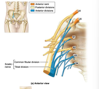 <p>splits into tibial nerve and common fibular nerve. FOR DONOR: very large down to middle posterior thigh until split</p>
